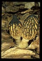 01045-00006-Mushrooms, Fungi and Lichens.jpg