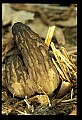 01045-00007-Mushrooms, Fungi and Lichens.jpg