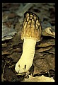 01045-00009-Mushrooms, Fungi and Lichens.jpg
