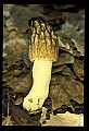 01045-00010-Mushrooms, Fungi and Lichens.jpg