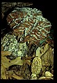 01045-00011-Mushrooms, Fungi and Lichens.jpg