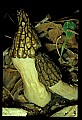 01045-00021-Mushrooms, Fungi and Lichens.jpg