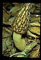 01045-00022-Mushrooms, Fungi and Lichens.jpg