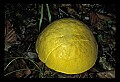 01045-00030-Mushrooms, Fungi and Lichens.jpg