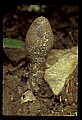 01045-00031-Mushrooms, Fungi and Lichens.jpg