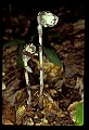 01045-00032-Mushrooms, Fungi and Lichens.jpg