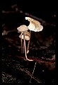 01045-00045-Mushrooms, Fungi and Lichens.jpg
