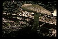 01045-00050-Mushrooms, Fungi and Lichens.jpg