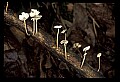 01045-00051-Mushrooms, Fungi and Lichens.jpg