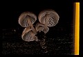 01045-00056-Mushrooms, Fungi and Lichens.jpg