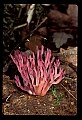 01045-00059-Mushrooms, Fungi and Lichens.jpg