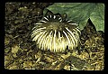 01045-00060-Mushrooms, Fungi and Lichens.jpg