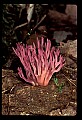 01045-00061-Mushrooms, Fungi and Lichens.jpg