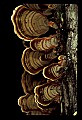 01045-00063-Mushrooms, Fungi and Lichens.jpg