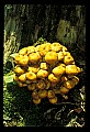 01045-00068-Mushrooms, Fungi and Lichens.jpg