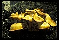 01045-00072-Mushrooms, Fungi and Lichens.jpg