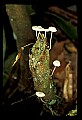 01045-00073-Mushrooms, Fungi and Lichens.jpg