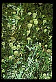 01045-00083-Mushrooms, Fungi and Lichens.jpg