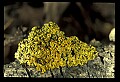 01045-00084-Mushrooms, Fungi and Lichens.jpg