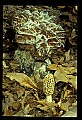 01045-00086-Mushrooms, Fungi and Lichens.jpg