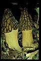 01045-00089-Mushrooms, Fungi and Lichens.jpg