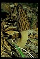 01045-00090-Mushrooms, Fungi and Lichens.jpg