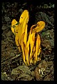 01045-00092-Mushrooms, Fungi and Lichens.jpg