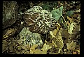 01045-00094-Mushrooms, Fungi and Lichens.jpg