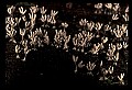 01045-00095-Mushrooms, Fungi and Lichens.jpg