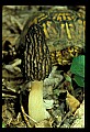 01045-00097-Mushrooms, Fungi and Lichens.jpg