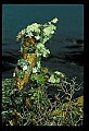 01045-00098-Mushrooms, Fungi and Lichens.jpg