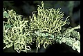 01045-00099-Mushrooms, Fungi and Lichens.jpg