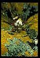 01045-00100-Mushrooms, Fungi and Lichens.jpg