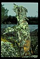 01045-00101-Mushrooms, Fungi and Lichens.jpg