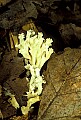 1-6-07-00041 mushrooms.jpg