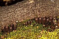 1-6-07-00059 mushrooms.jpg