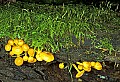 1-6-07-00119 mushroom on log.jpg