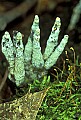 1-6-07-00120 mushroom-don't know.jpg