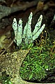 1-6-07-00144 mushrooms.jpg