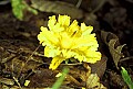 1-6-07-00148 yellow mushroom.jpg