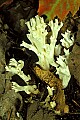 1-6-07-00246 white mushroom.jpg