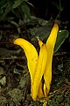 1-6-07-00249 yellow mushroom.jpg