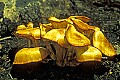1-6-07-00326 yellow mushroom.jpg