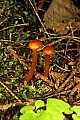 1-6-07-00436 orange mushroom.jpg