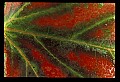 01050-00001-Leaves and Foliage.jpg