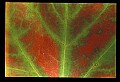 01050-00002-Leaves and Foliage.jpg