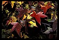 01050-00003-Leaves and Foliage.jpg