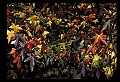 01050-00005-Leaves and Foliage.jpg