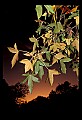 01050-00007-Leaves and Foliage.jpg