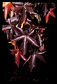 01050-00010-Leaves and Foliage.jpg